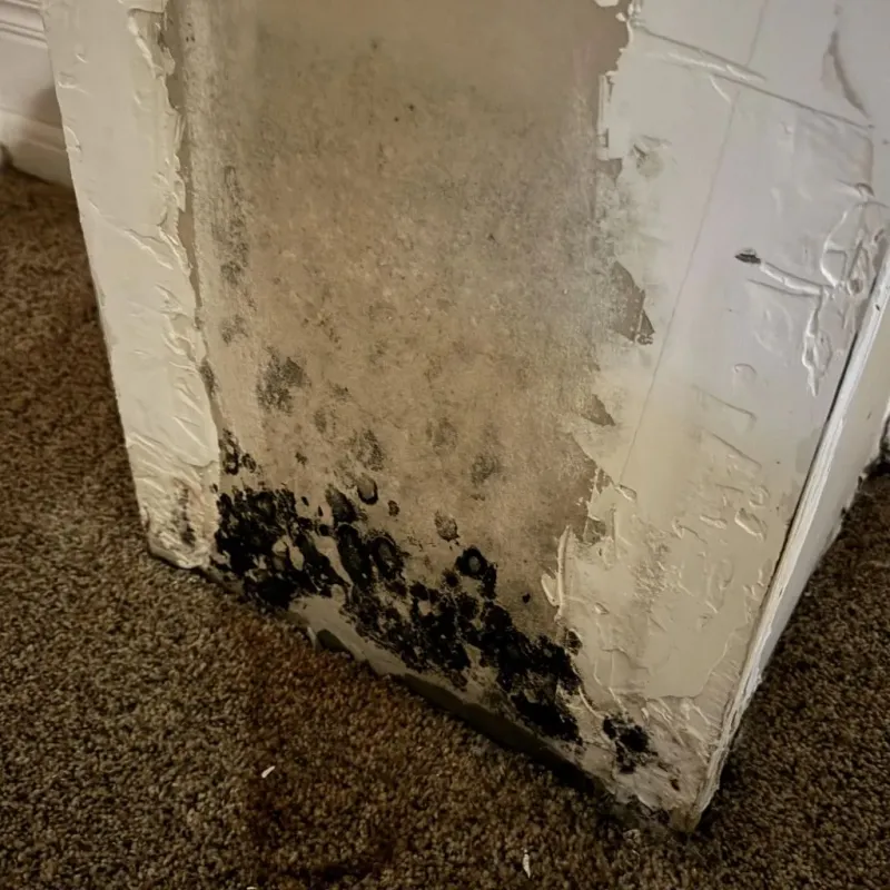 Professional Mold Removal in Brownlee Park, MI